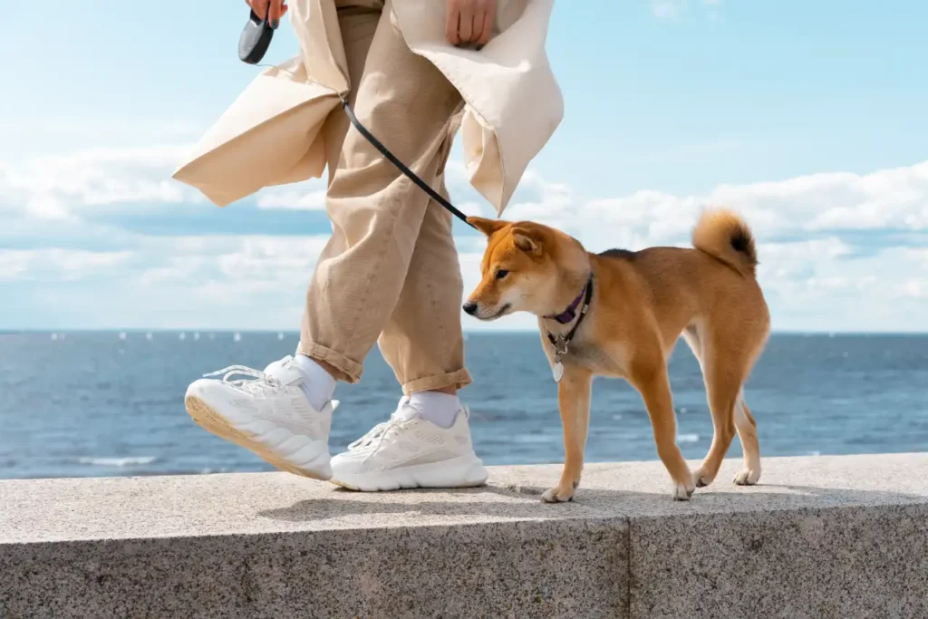 임종 직전의 반려견, 무엇을 느끼고 있을까?